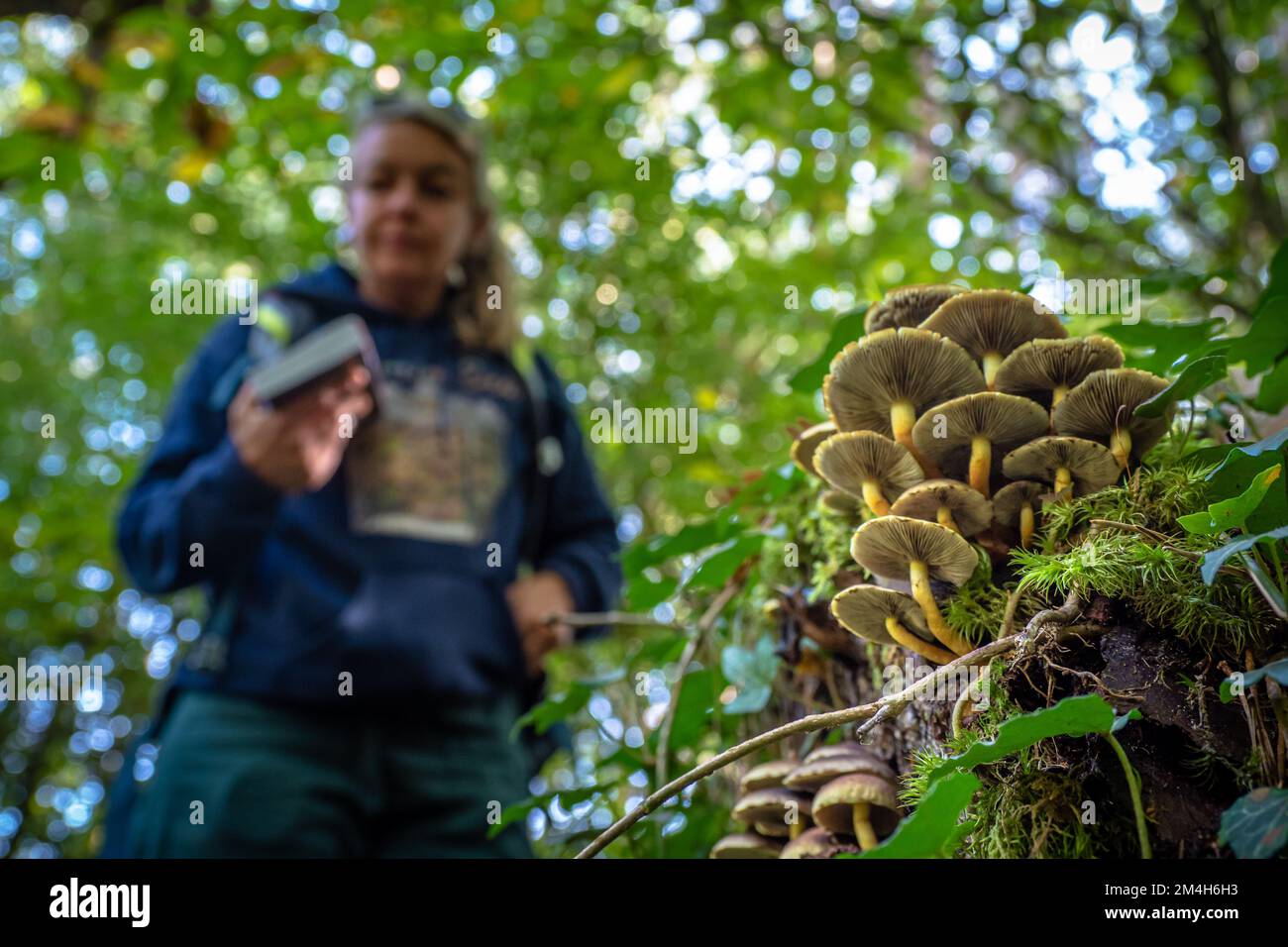Mushroom forager trying to identify wild mushrooms in the forest with