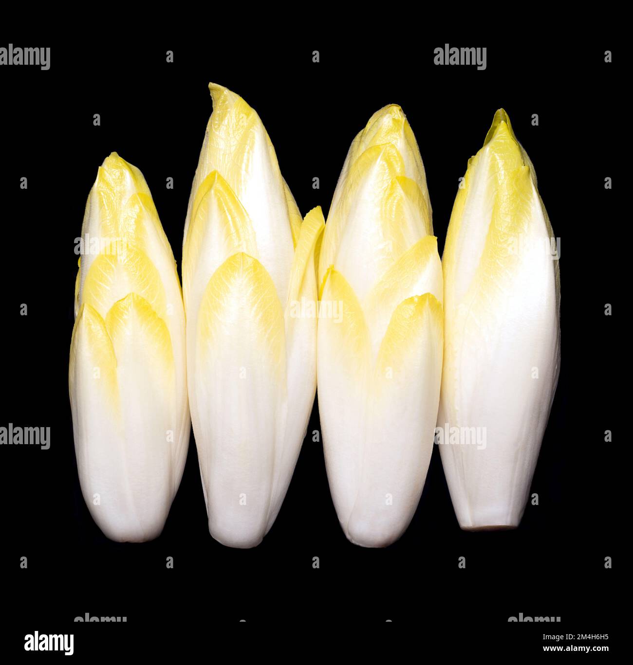 Belgian endive, raw fresh witloof chicory buds, with slightly bitter leaves, over black. Witlof, indivia, endivias or chicon. Stock Photo