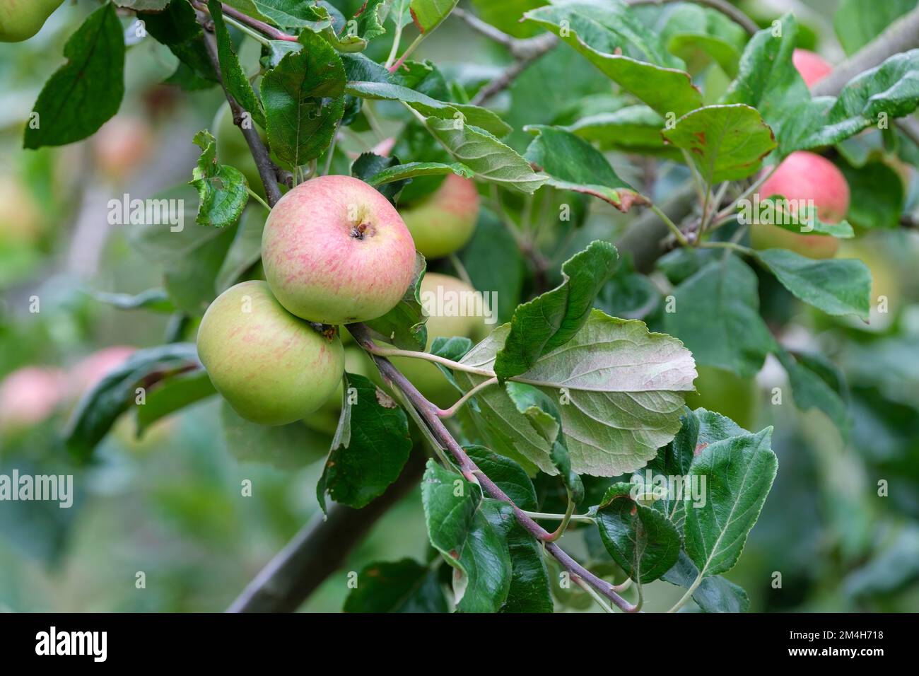 Malus domestica Brown's Apple, apple 'Brown's Apple', Malus domestica 'Brown's', Cider apples growing tree Stock Photo