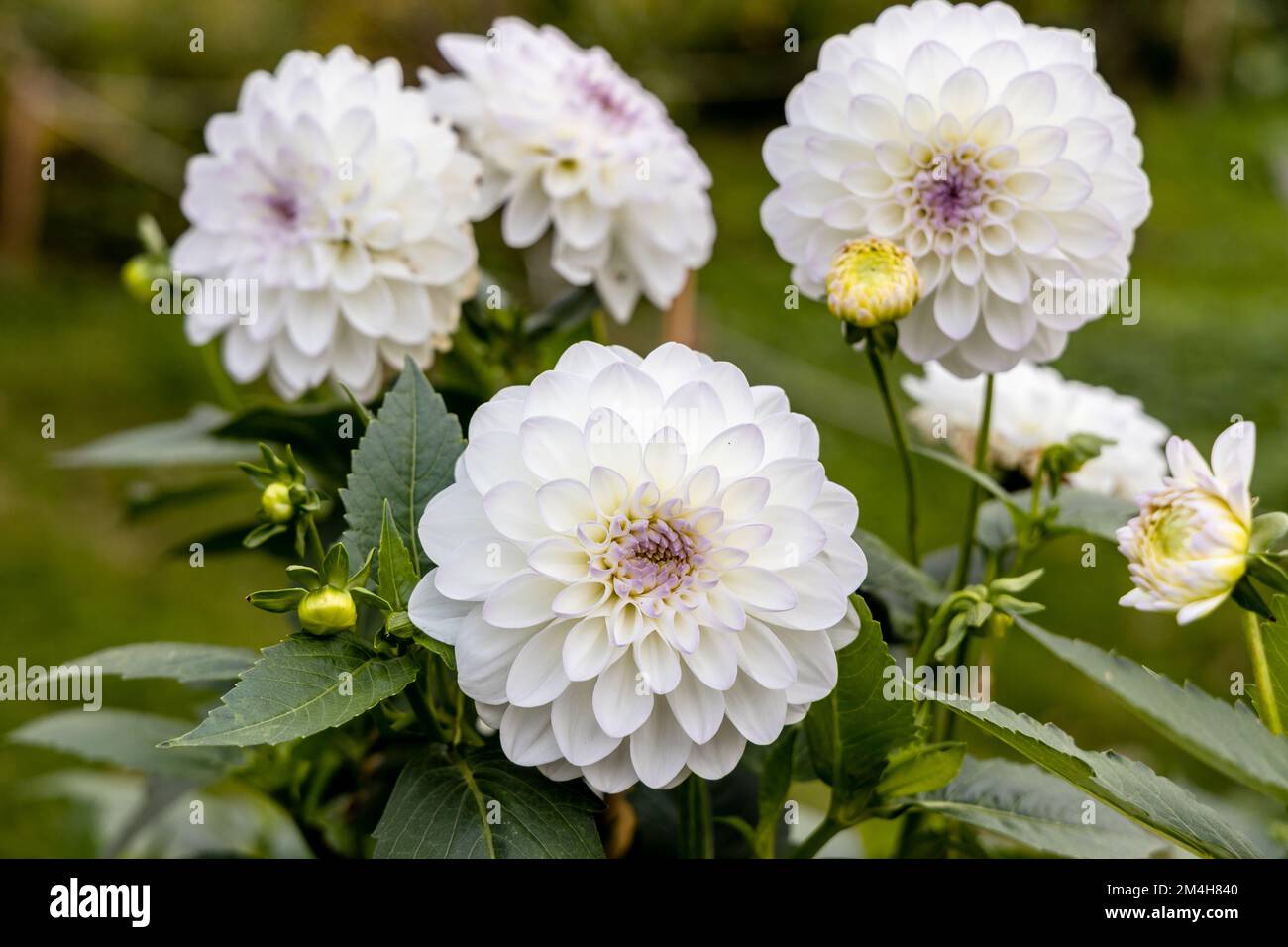 Dahlia blooms hi-res stock photography and images - Alamy