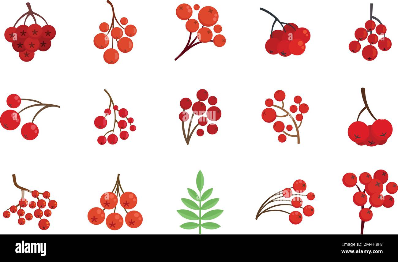 Sorbus rowanberry rowan Stock Vector Images - Alamy