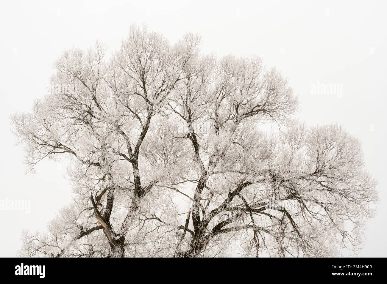Winter frosts- Black willow, Greater Sudbury, Ontario, Canada Stock Photo