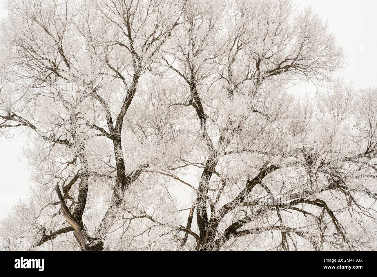 Winter frosts- Black willow, Greater Sudbury, Ontario, Canada Stock Photo
