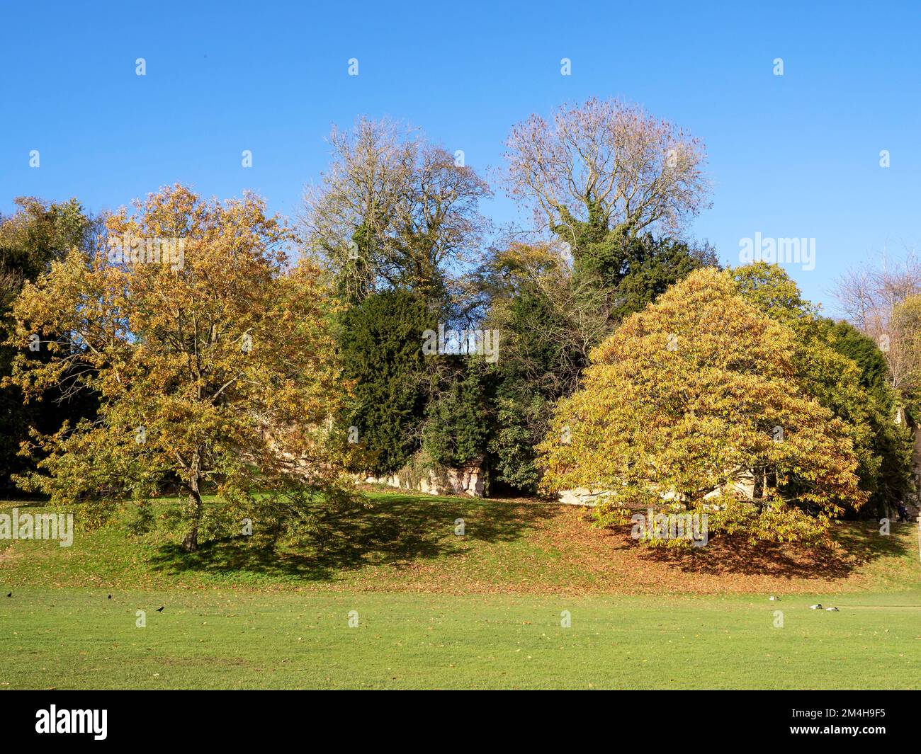 Trees in a park with autumn foliage and a blue sky Stock Photo - Alamy