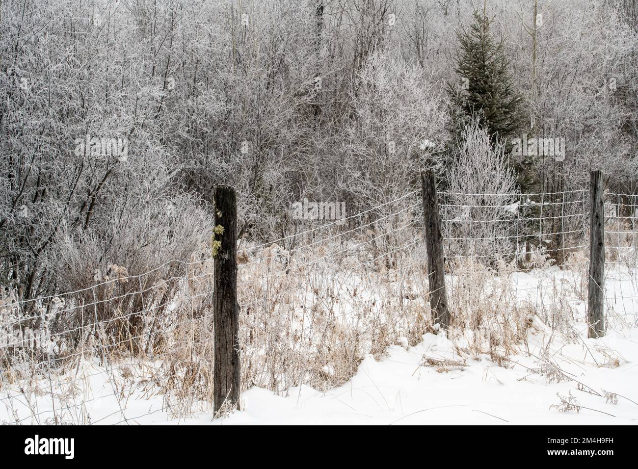 Winter frosts fence line, Greater Sudbury, Ontario, Canada Stock Photo