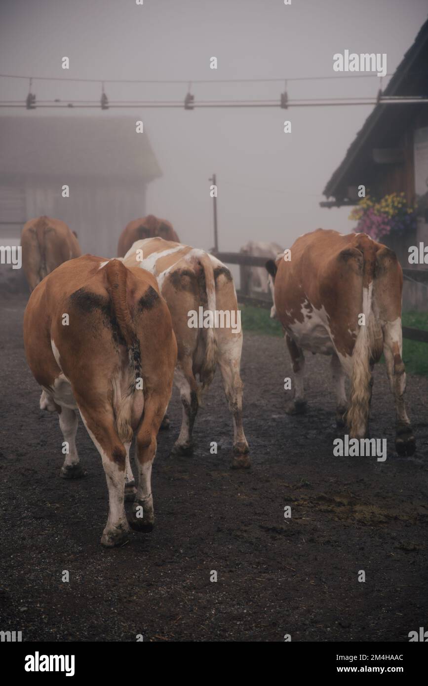 A vertical shot of beautiful cows in the farm in Austria Stock Photo ...