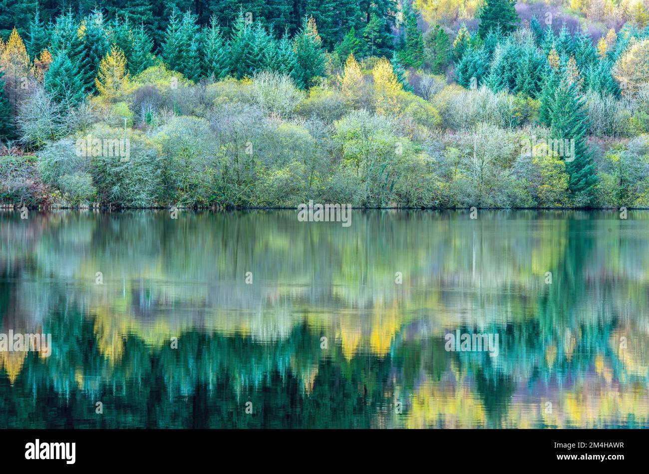 A reflection of trees at Llwyn Onn Reservoir in the Brecon Beacons National Park South Wales Stock Photo