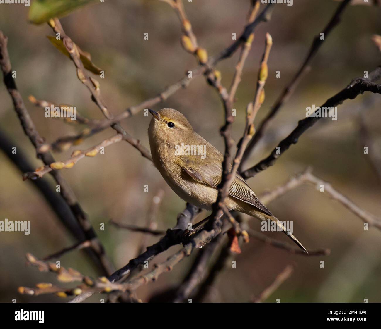Chiff Chaff in branches in winter Stock Photo