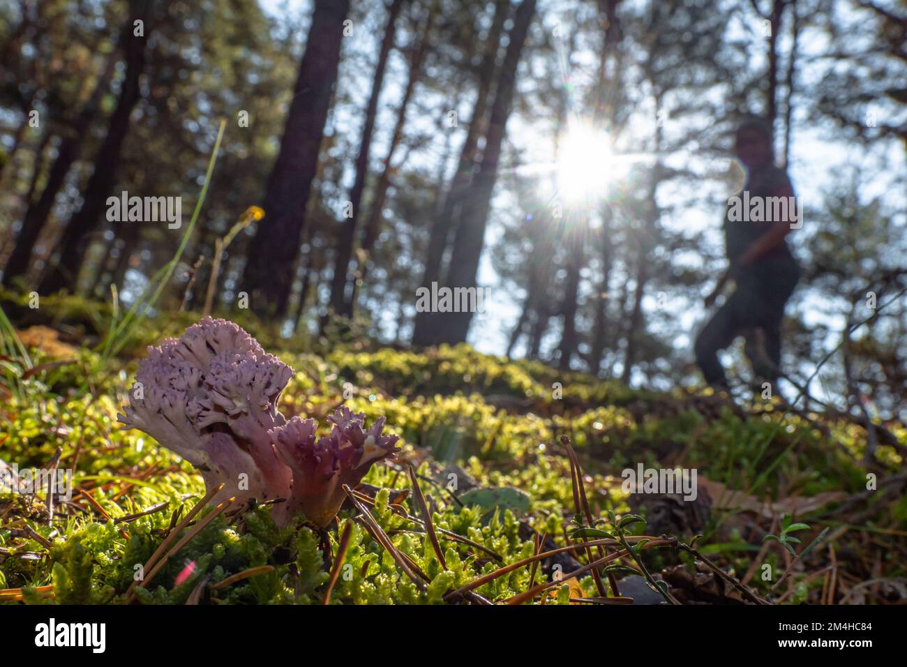 Beautiful colorful coral mushroom growing wild in the forest Stock Photo