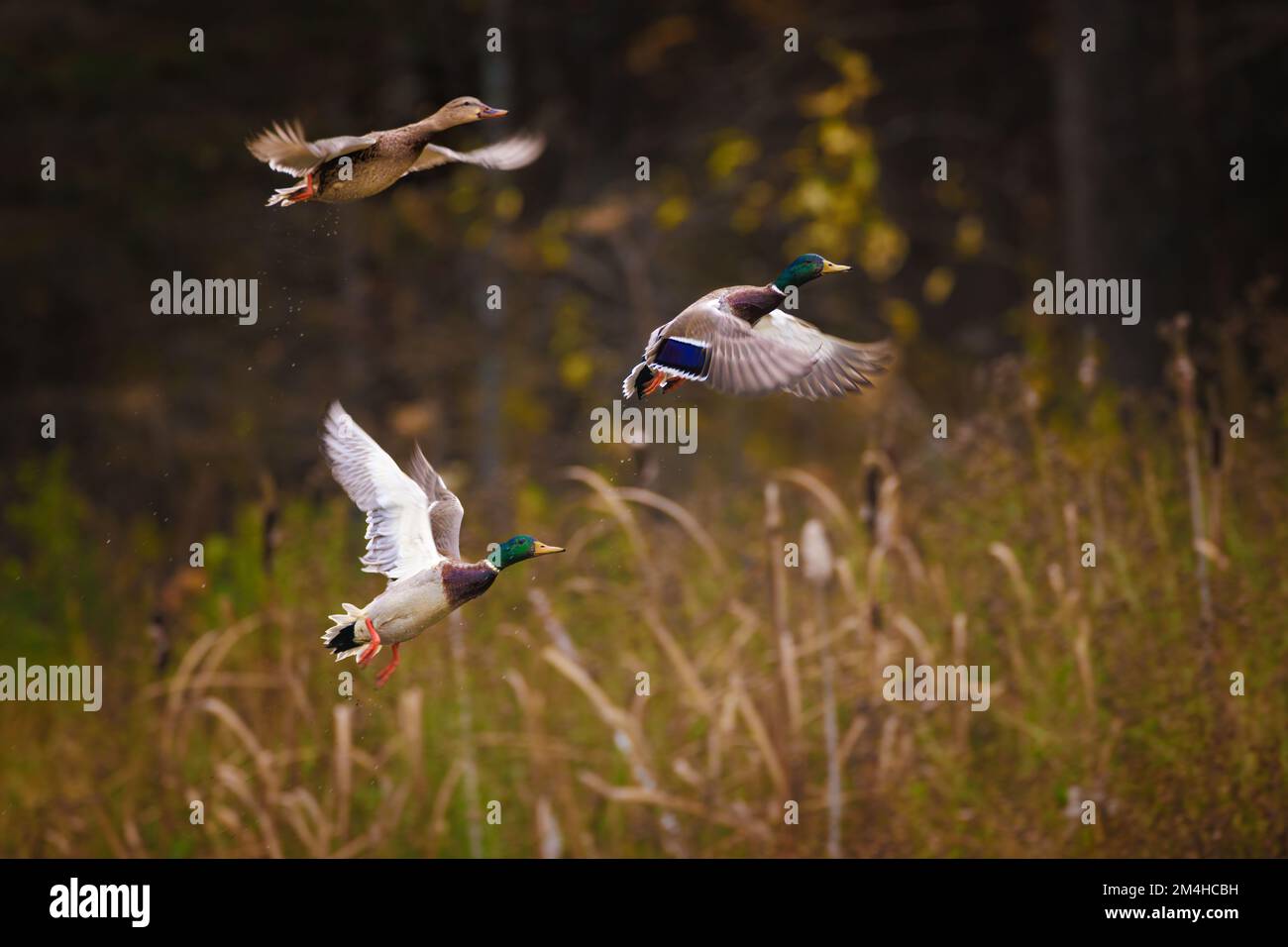 A group of mallards in flight Stock Photo Alamy