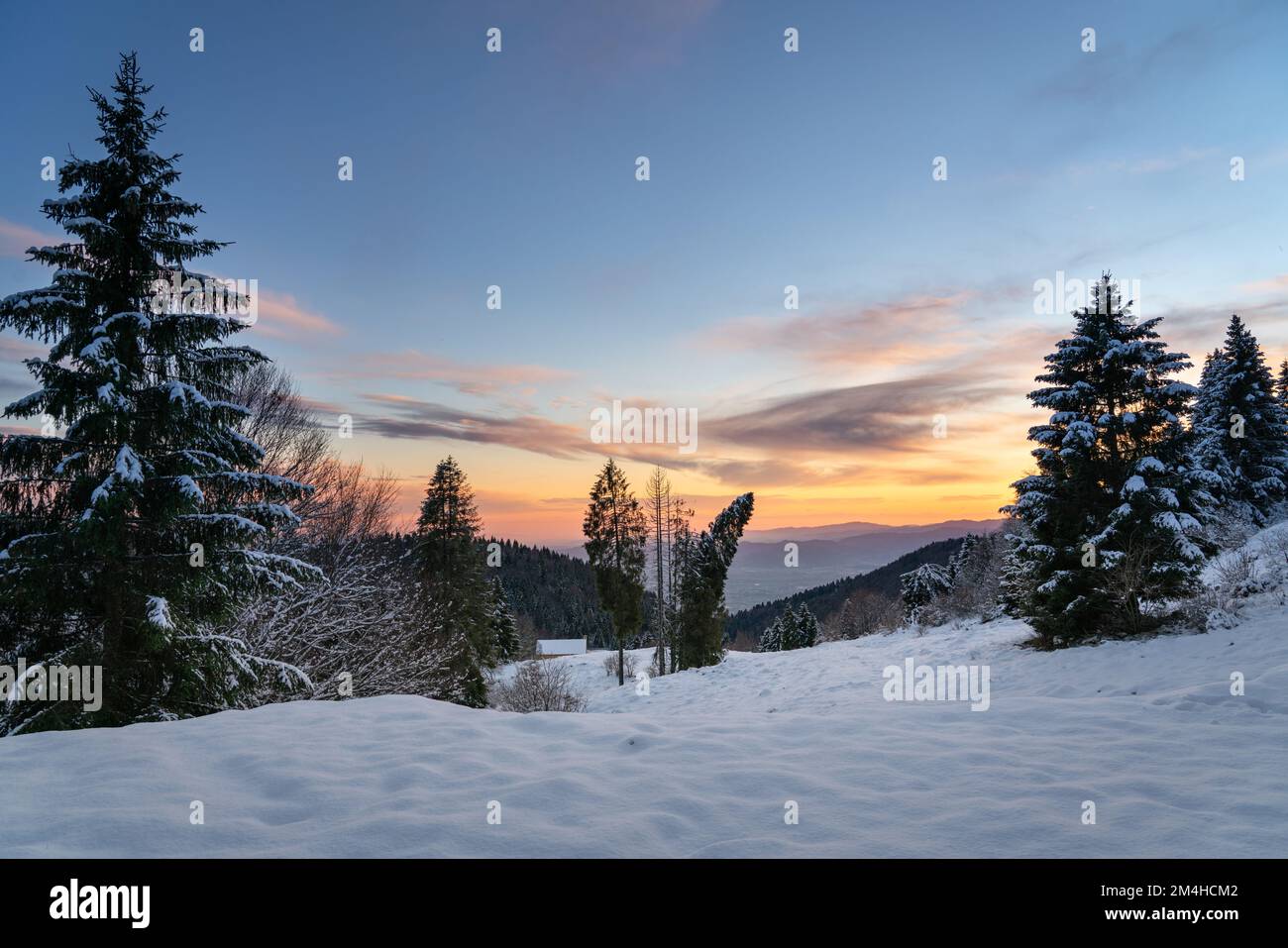 Fir trees snow vector hi-res stock photography and images - Alamy