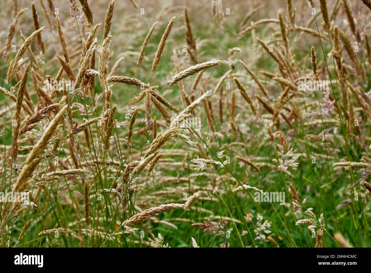 Flowering grasses. Stock Photo