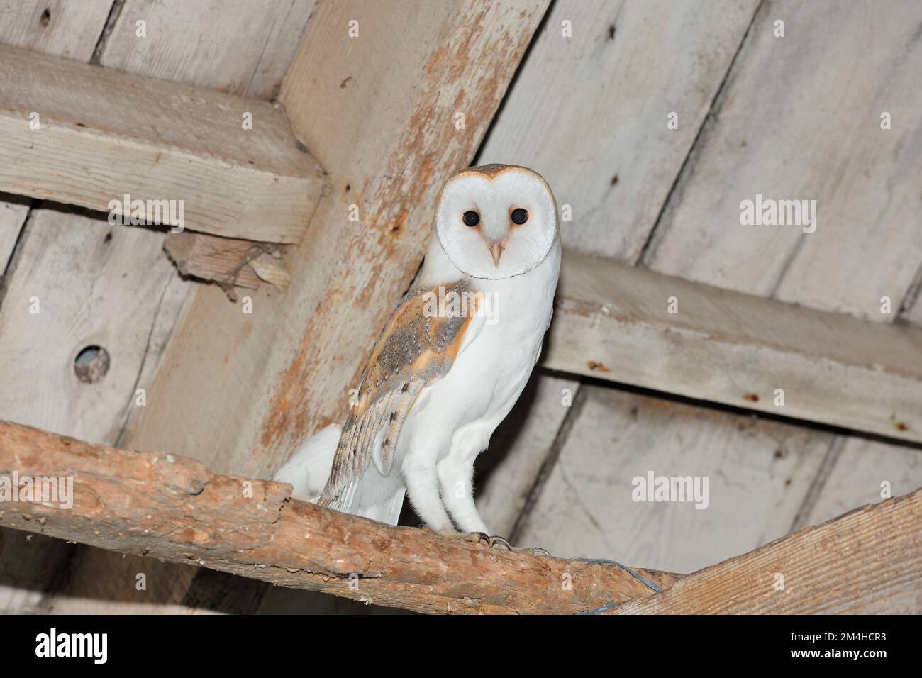Barn Owl (Tyto alba) perched on rafter in farm outbuilding,photographed using artificial lighting, Dumfrieshire, Scotland, August 2010 Stock Photo