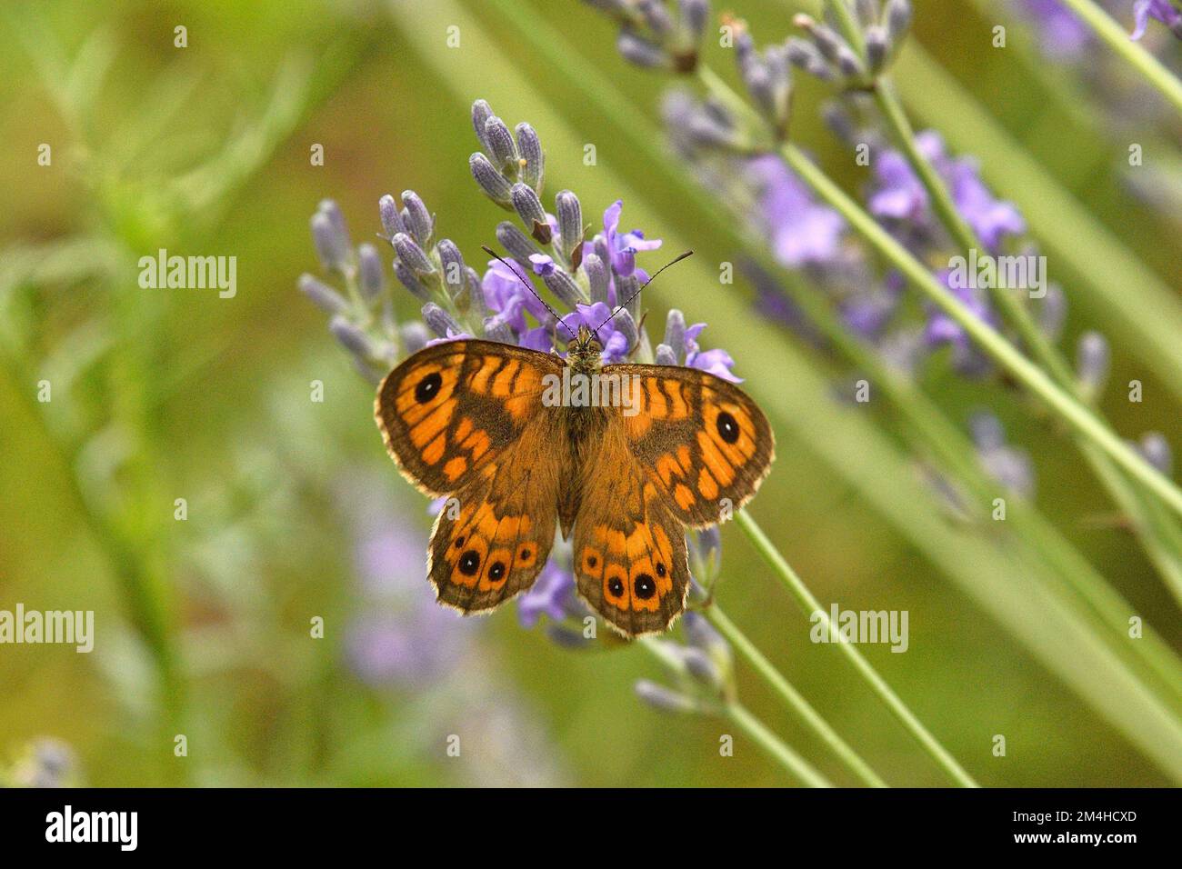 Wall Brown Lasiommata megera perched on Lavender Caroux Espinouse Natural Reserve, Southern France Stock Photo