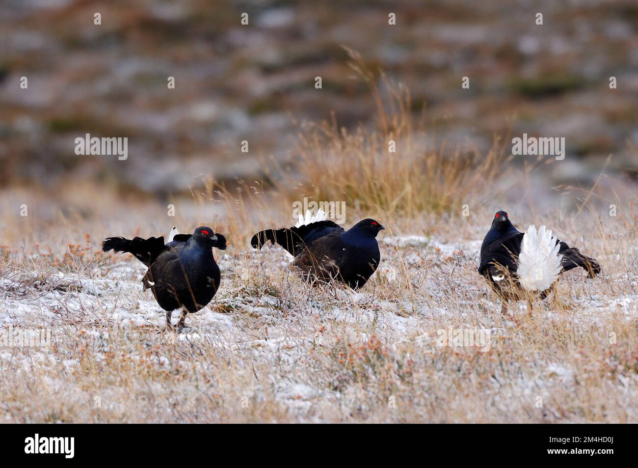 Black Grouse (Tetrao tetrix) males displaying at lek early in the morning but outwith the breeding season, Cairngorms National Park, Scotland Stock Photo