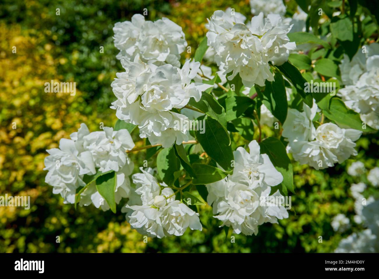 White flowers of shrub Mock Orange Philadelphus Albatre. Stock Photo