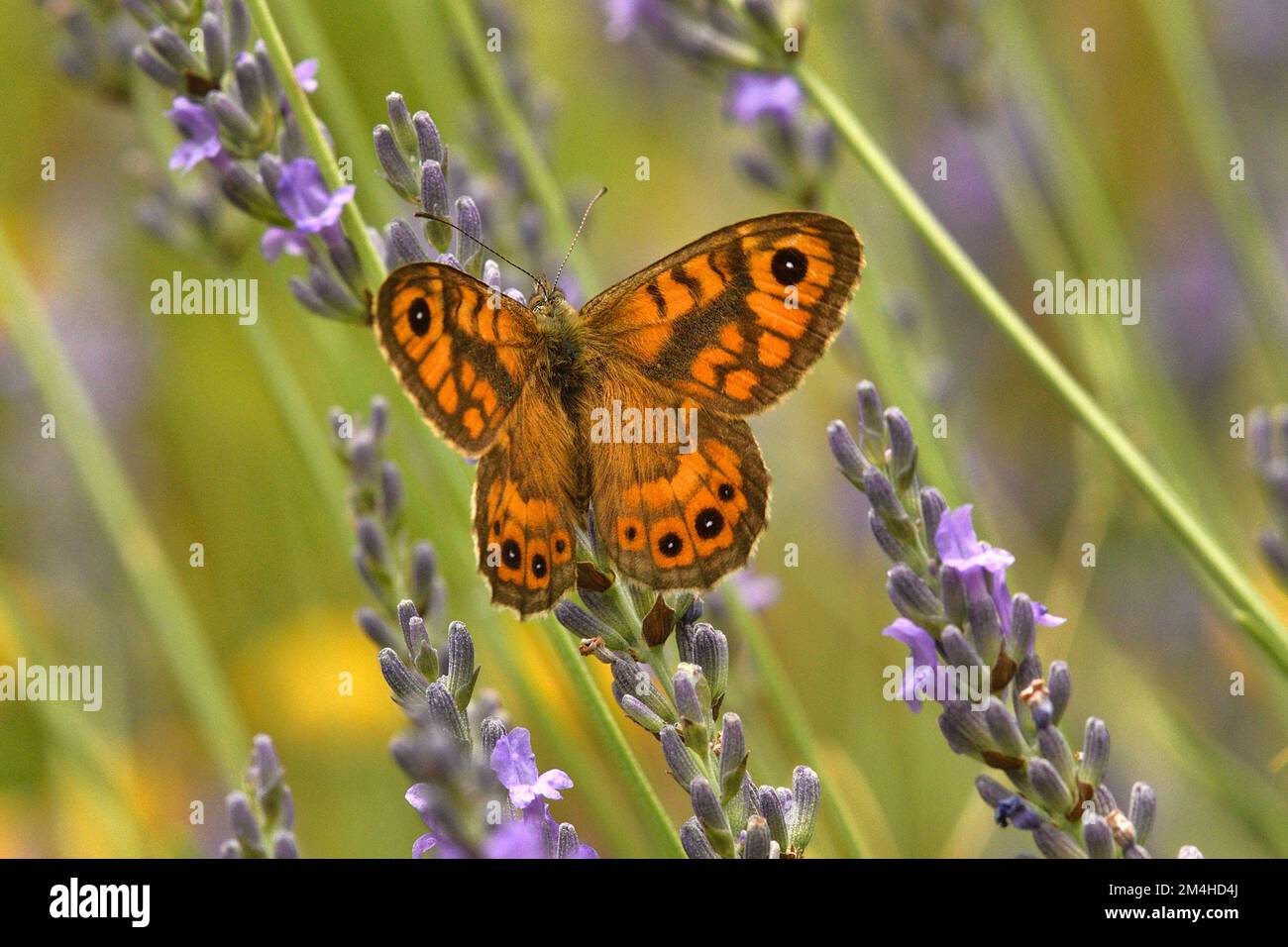Wall Brown Lasiommata megera Feeding on Lavender Caroux Espinouse Natural Reserve, Southern France Stock Photo