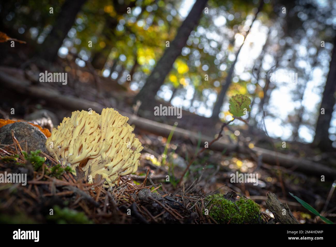 Beautiful colorful coral mushroom growing wild in the forest Stock Photo