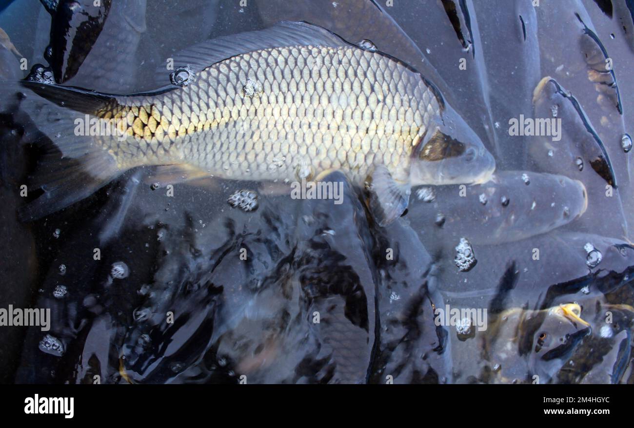 Vendor sells christmas carps from tub in city center of Prague, Czech