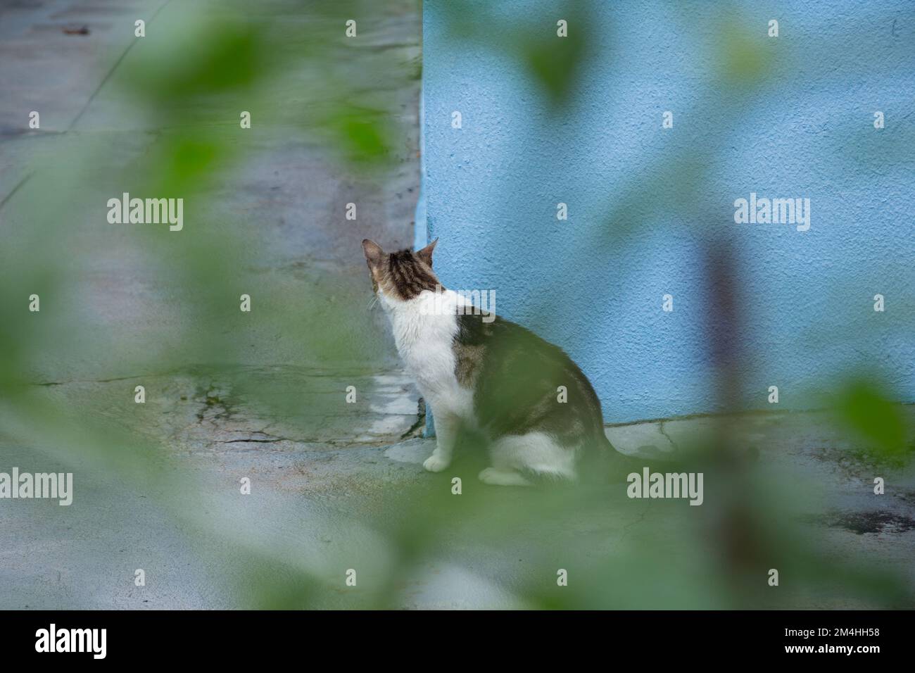 Goiania, Goiás, Brazil – December 20, 2022: A tabby cat sitting on the concrete floor, waiting behind the blue wall, seen through the leaves of a tree Stock Photo