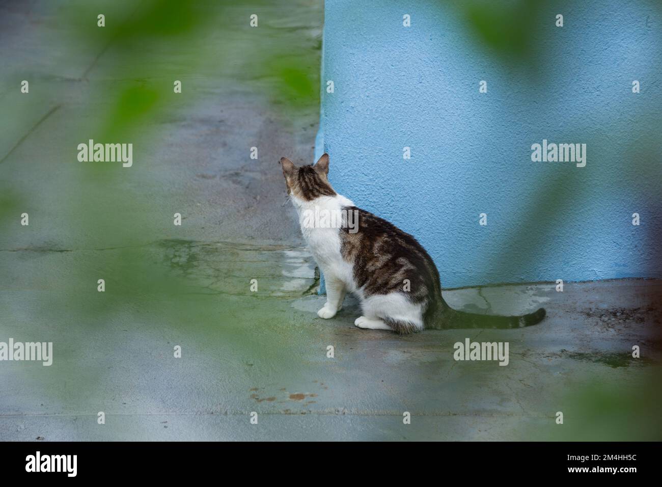 Goiania, Goiás, Brazil – December 20, 2022: A tabby cat sitting on the concrete floor, waiting behind the blue wall, seen through the leaves of a tree Stock Photo