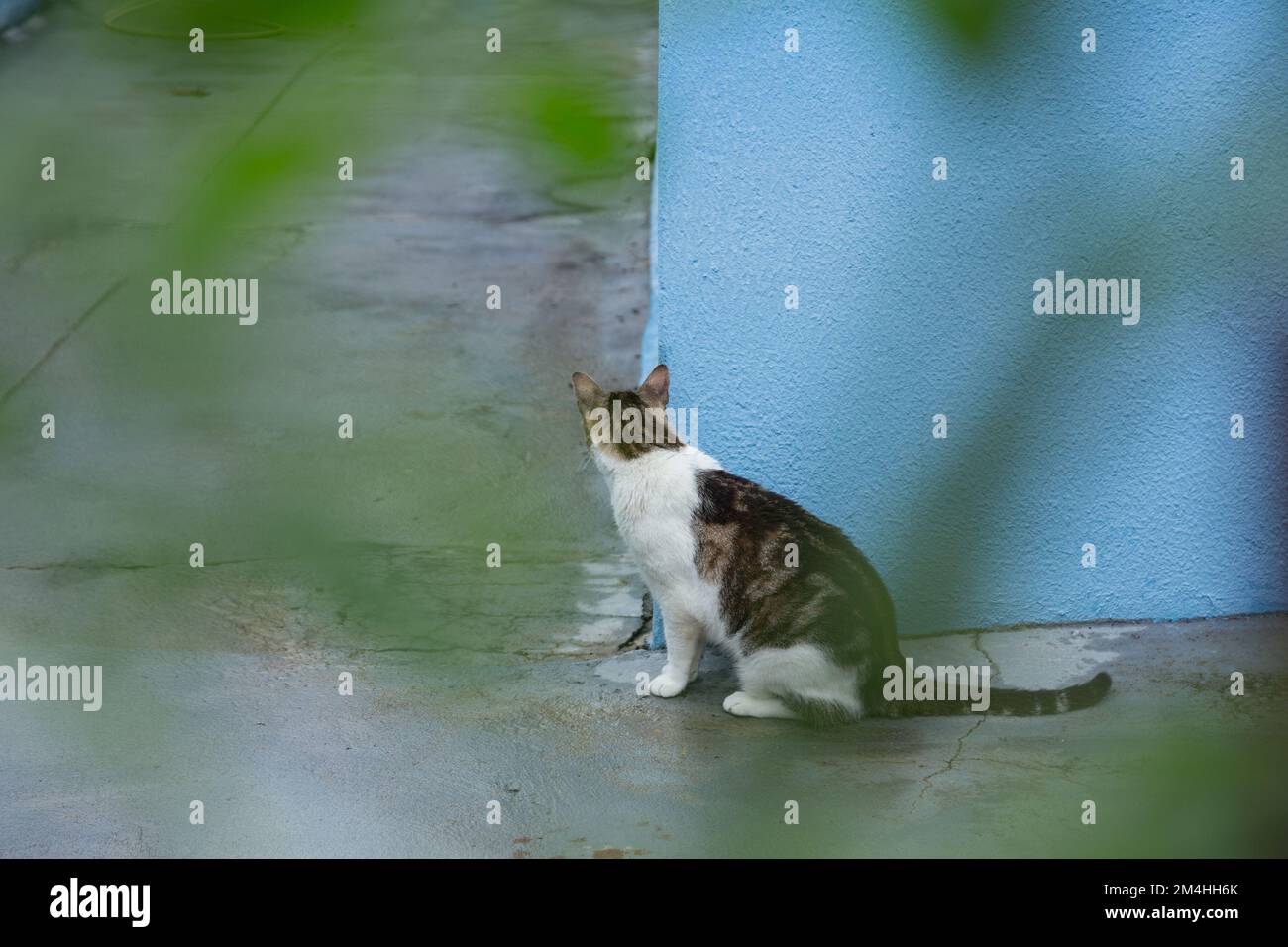 Goiania, Goiás, Brazil – December 20, 2022: A tabby cat sitting on the concrete floor, waiting behind the blue wall, seen through the leaves of a tree Stock Photo