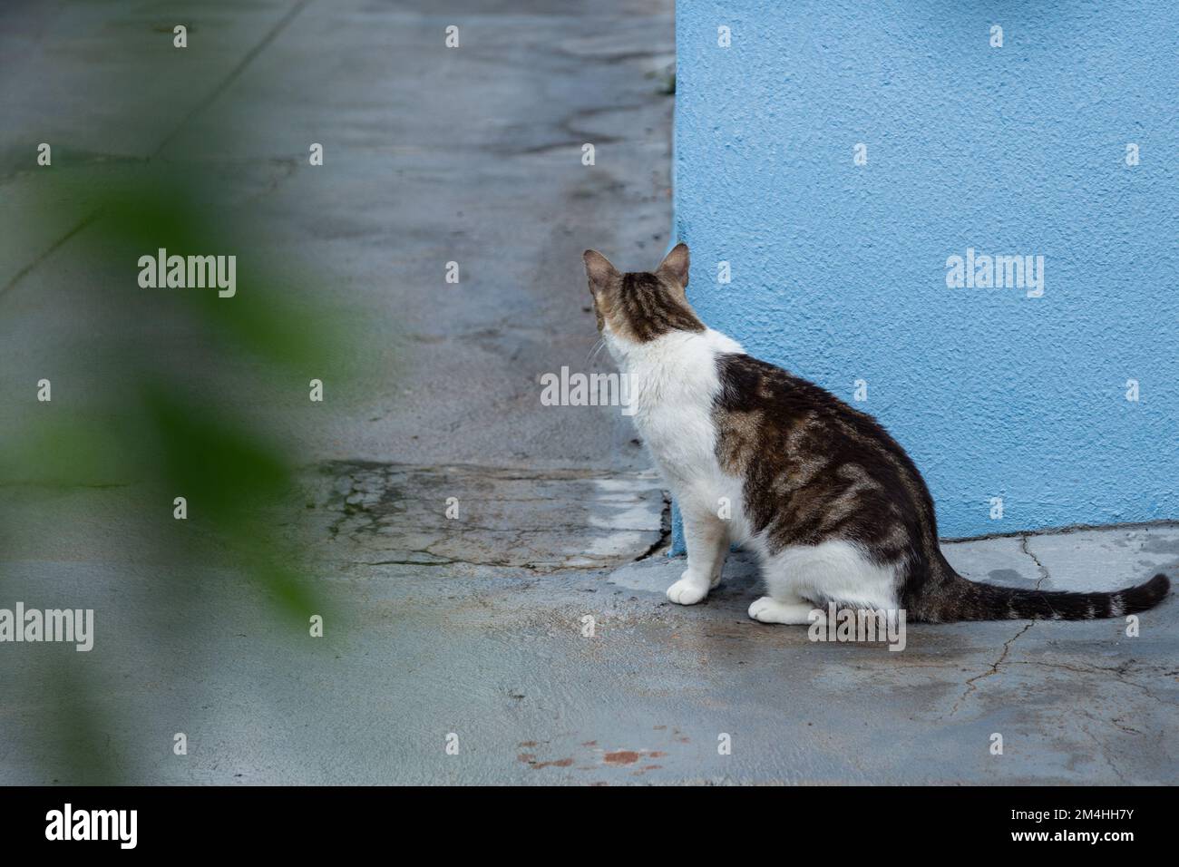 Goiania, Goiás, Brazil – December 20, 2022: A tabby cat sitting on the concrete floor, waiting behind the blue wall, seen through the leaves of a tree Stock Photo