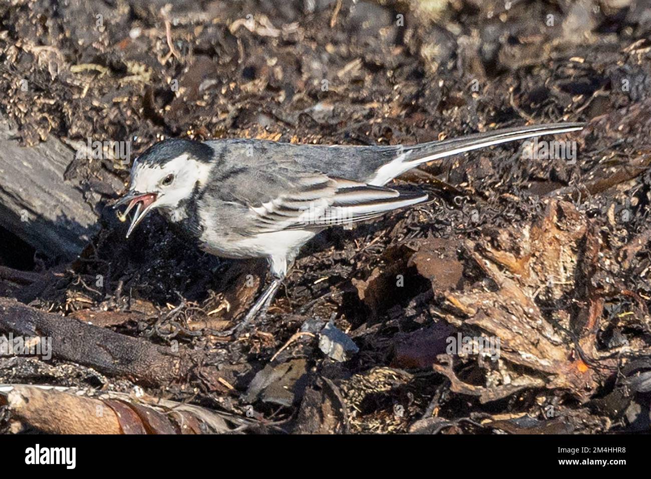 Pied Wagtail, eating insect, Kimmeridge Bay, Kimmeridge, Isle of ...