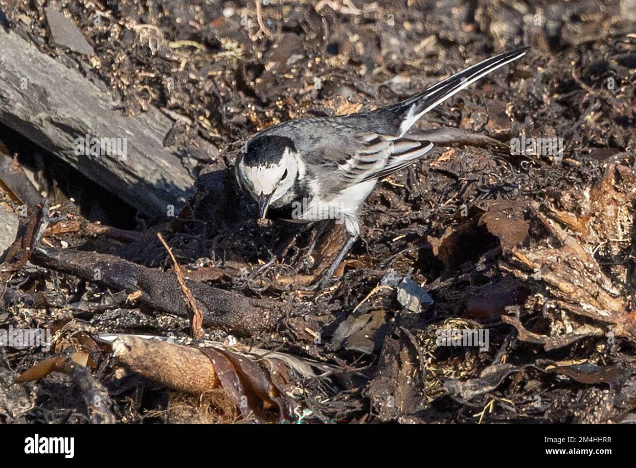 Pied Wagtail, eating insect, Kimmeridge Bay, Kimmeridge, Isle of ...