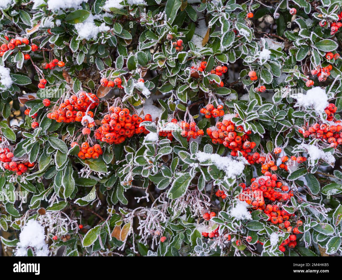 Pyracantha coccinea red column hi-res stock and - Alamy