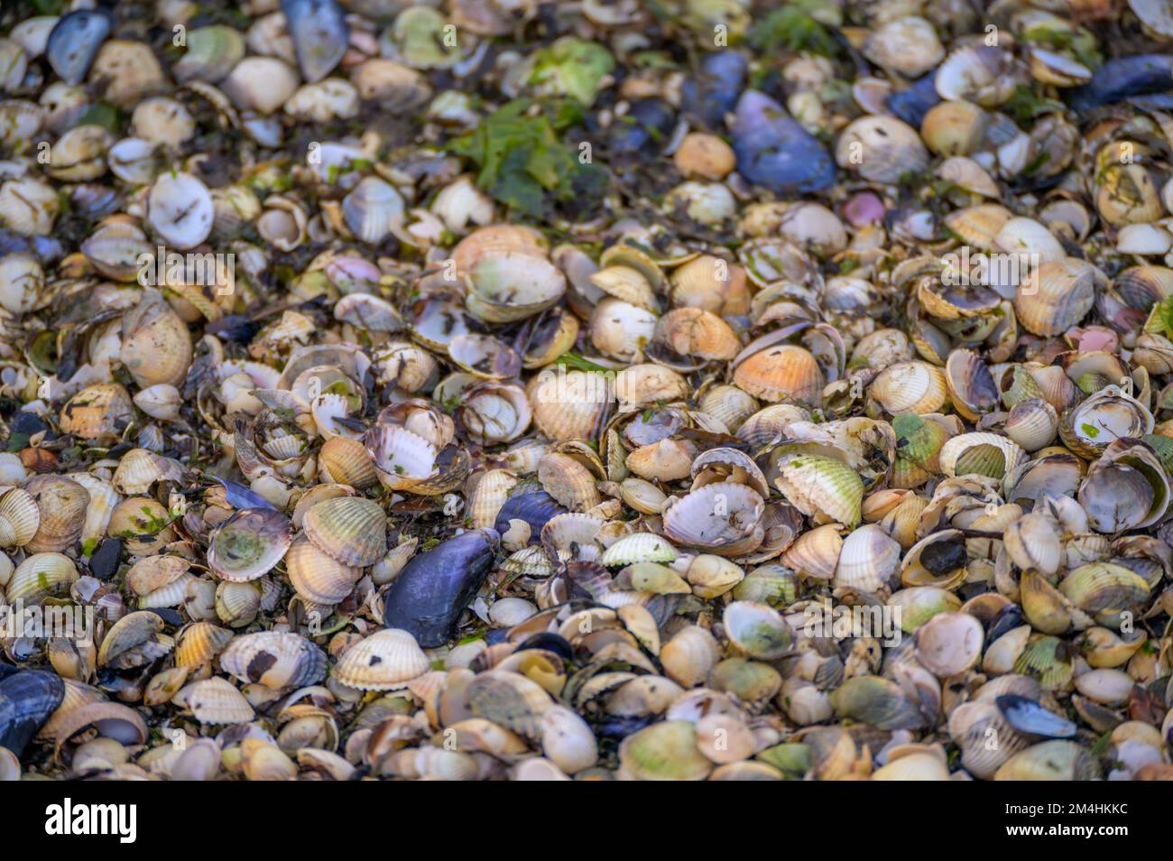Shallow focus shot of variety of wadden sea seashells washed up on the shore Stock Photo