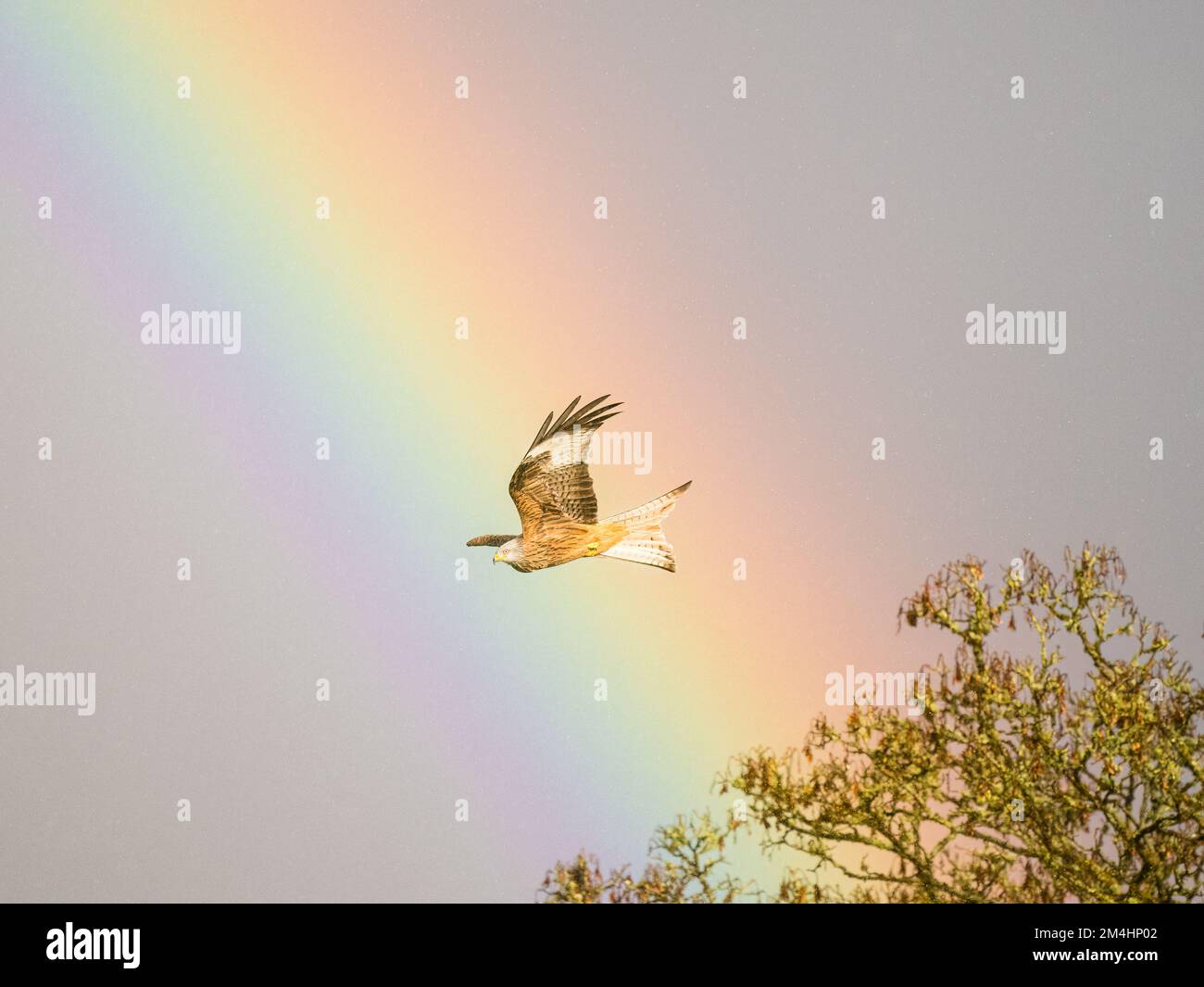 Aberystwyth, Ceredigion, Wales, UK. 21st Dec, 2022. On the shortest day a heavy downpour on a sunny day has made a vibrant rainbow. The red kites which are numerous in mid Wales are flying through the rainbow. Credit: Phil Jones/Alamy Live News Stock Photo