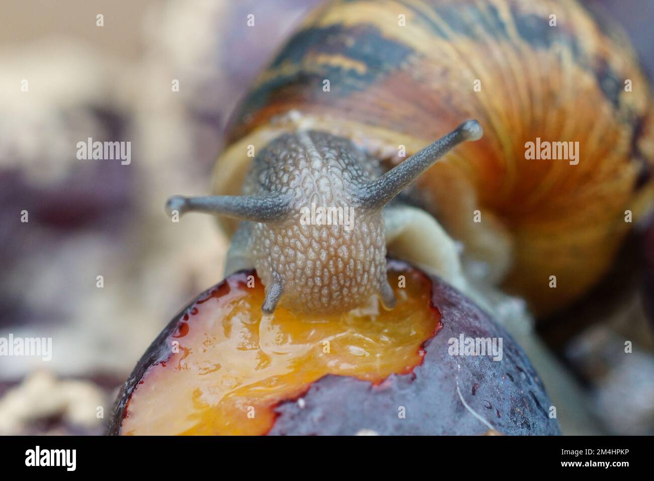 Natural closeup on a Common European garden snail, Cornu aspersum eating rotten fruit Stock Photo