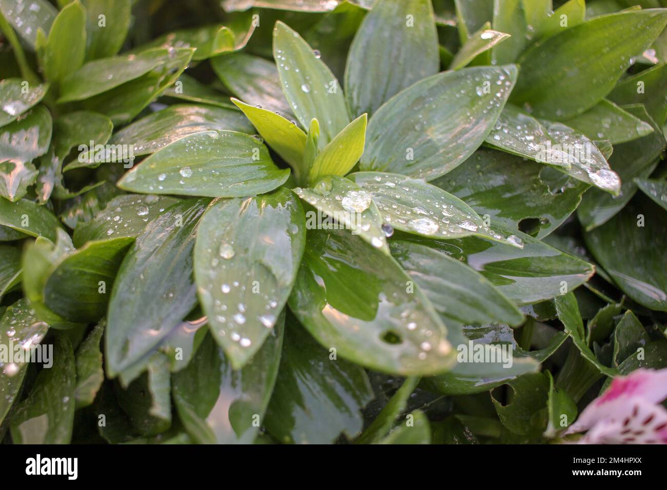 drops of rain on the leaves of a plant in my garden Stock Photo