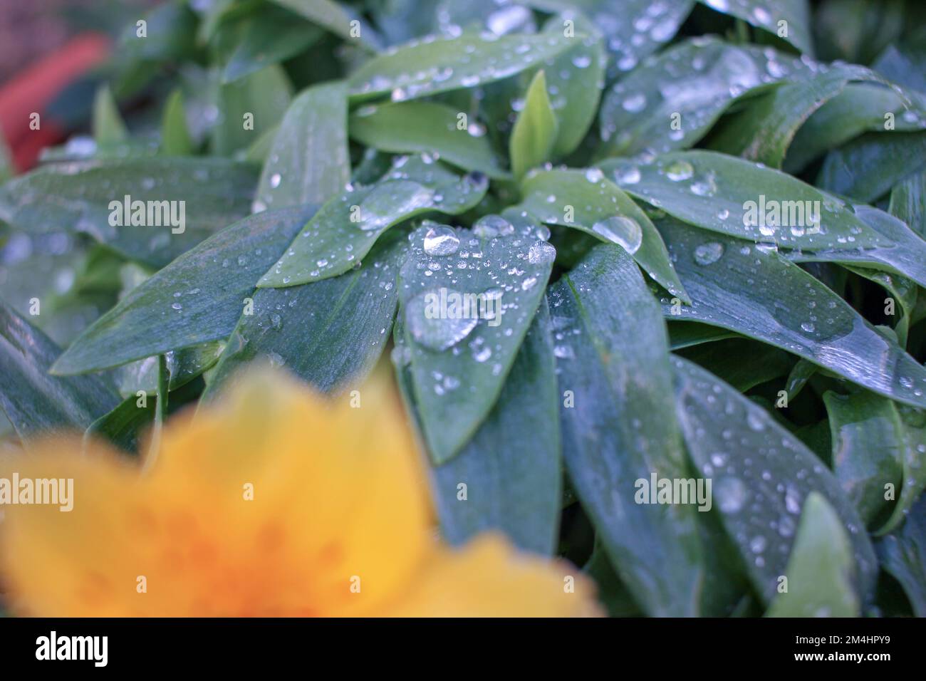 plants in my garden with plenty of drops of water on their leaves after rain Stock Photo