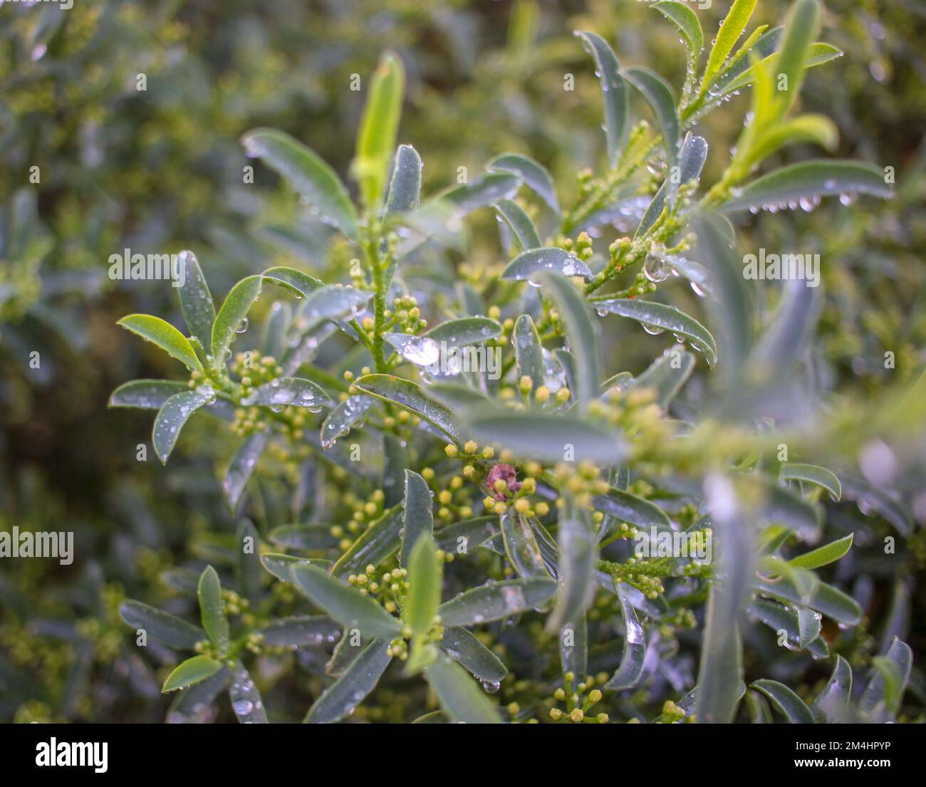 drops of water on plants after rain Stock Photo
