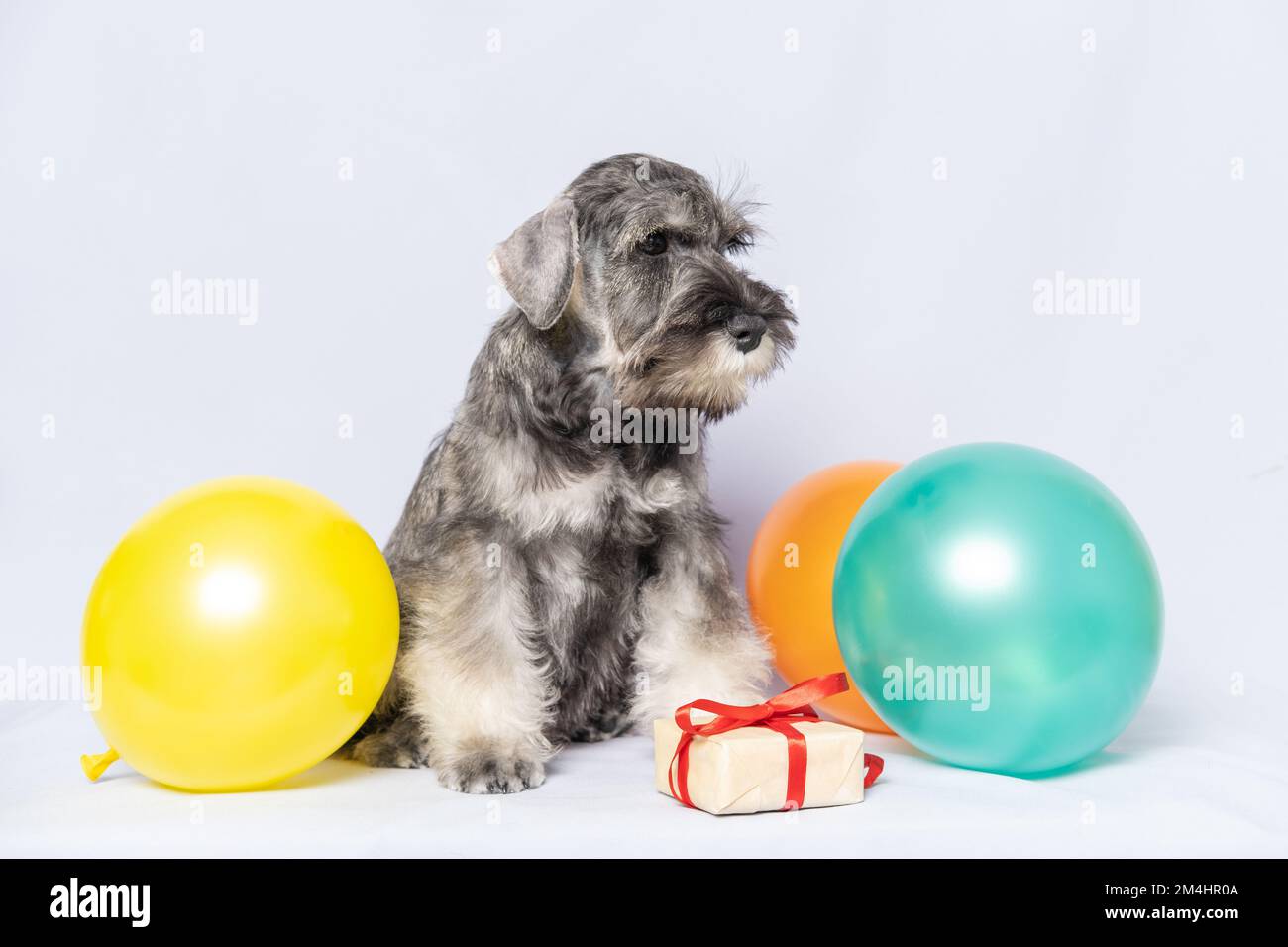 Miniature schnauzer sitting next to a gift box and colorful balloons on a white background, copy space. Dog birthday. Holiday concept. Bearded miniatu Stock Photo