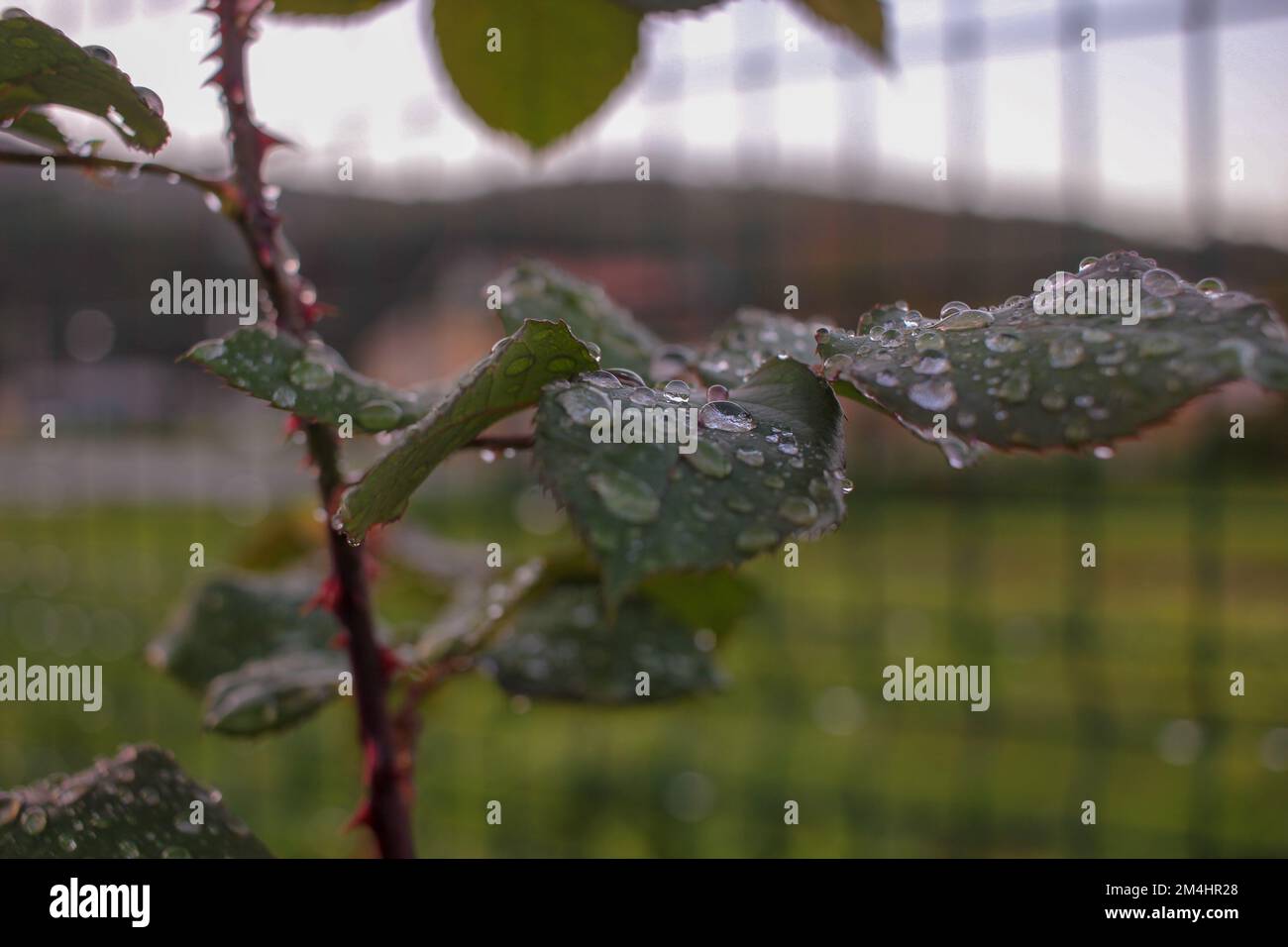 rain in Galicia leaves drops of water on leaves Stock Photo
