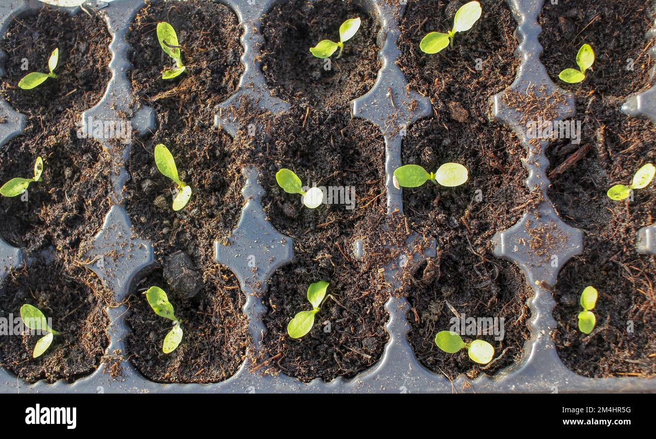 lettuce seeds sprouting in a composted soil at home during autumn Stock