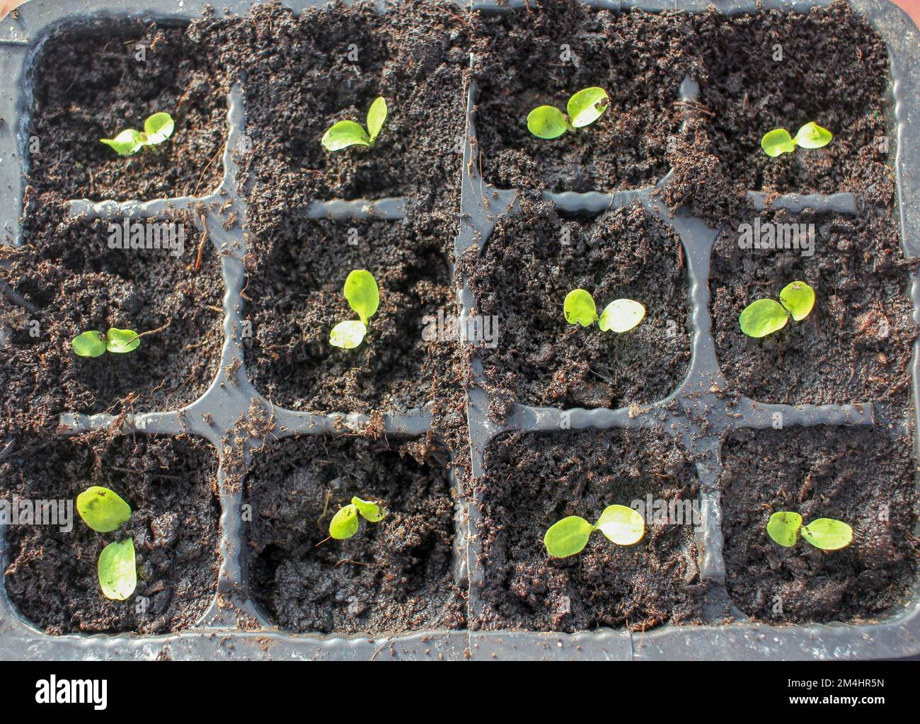 lettuce seeds starting to grow in a greenhouse Stock Photo Alamy