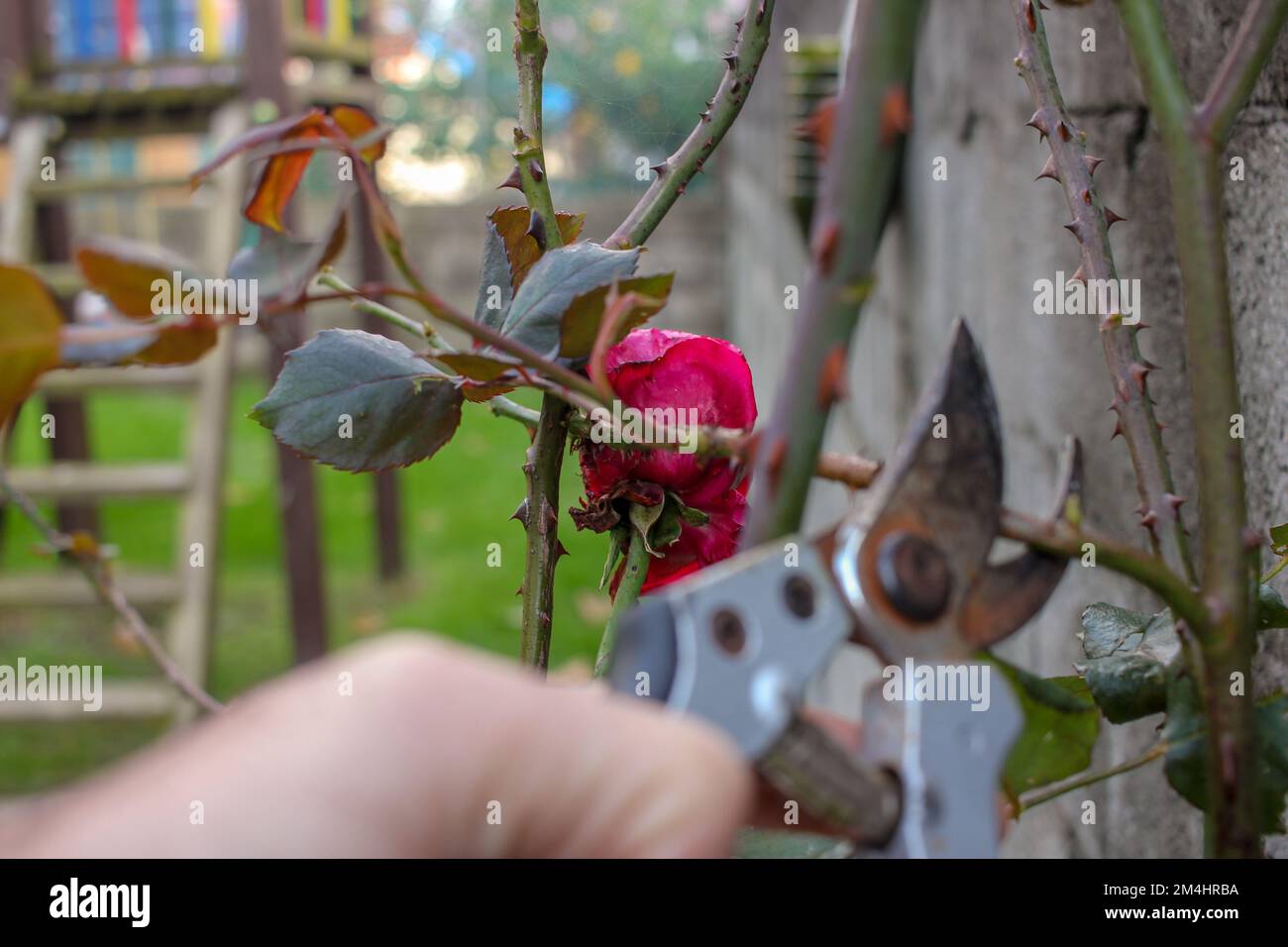 pruning red rose bushes in my garden with scissors Stock Photo - Alamy