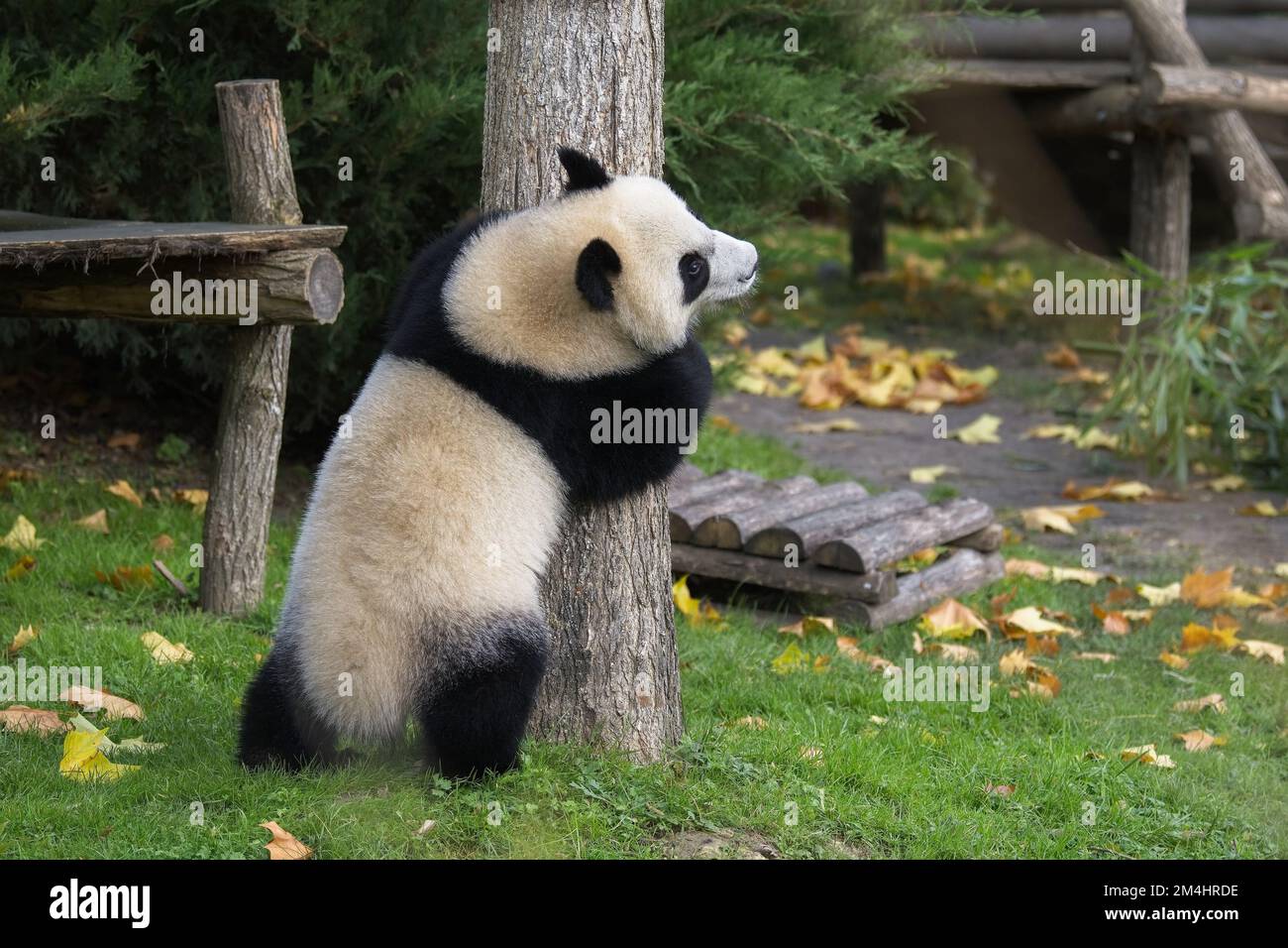 A baby giant panda climbing in a tree, funny animal Stock Photo