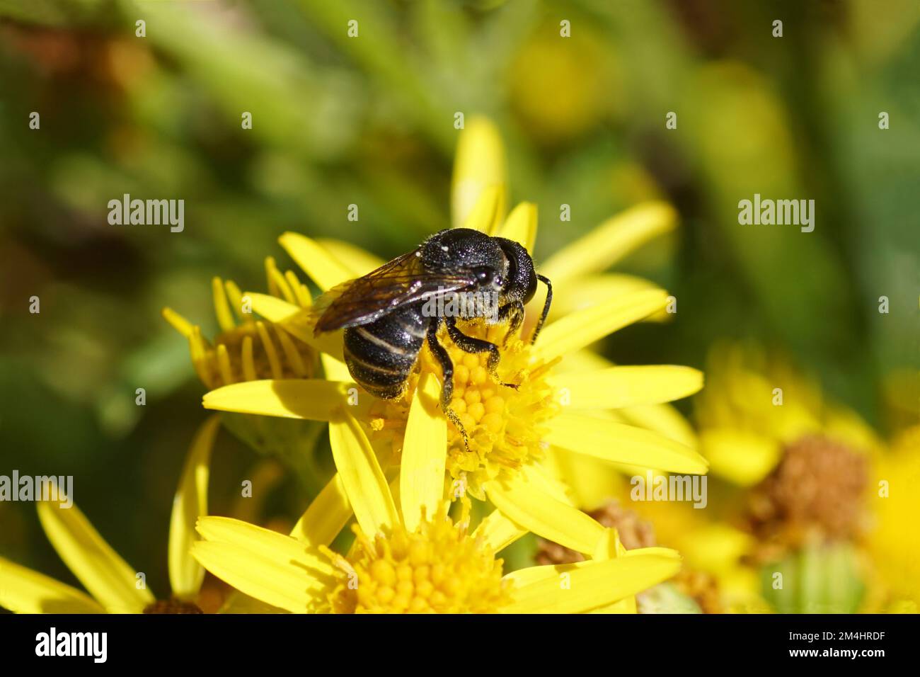 Cuckoo bee Stelis punctulatissima, family Megachilidae on flowers of common ragwort (Jacobaea vulgaris). Blurred background. Summer, August, Stock Photo
