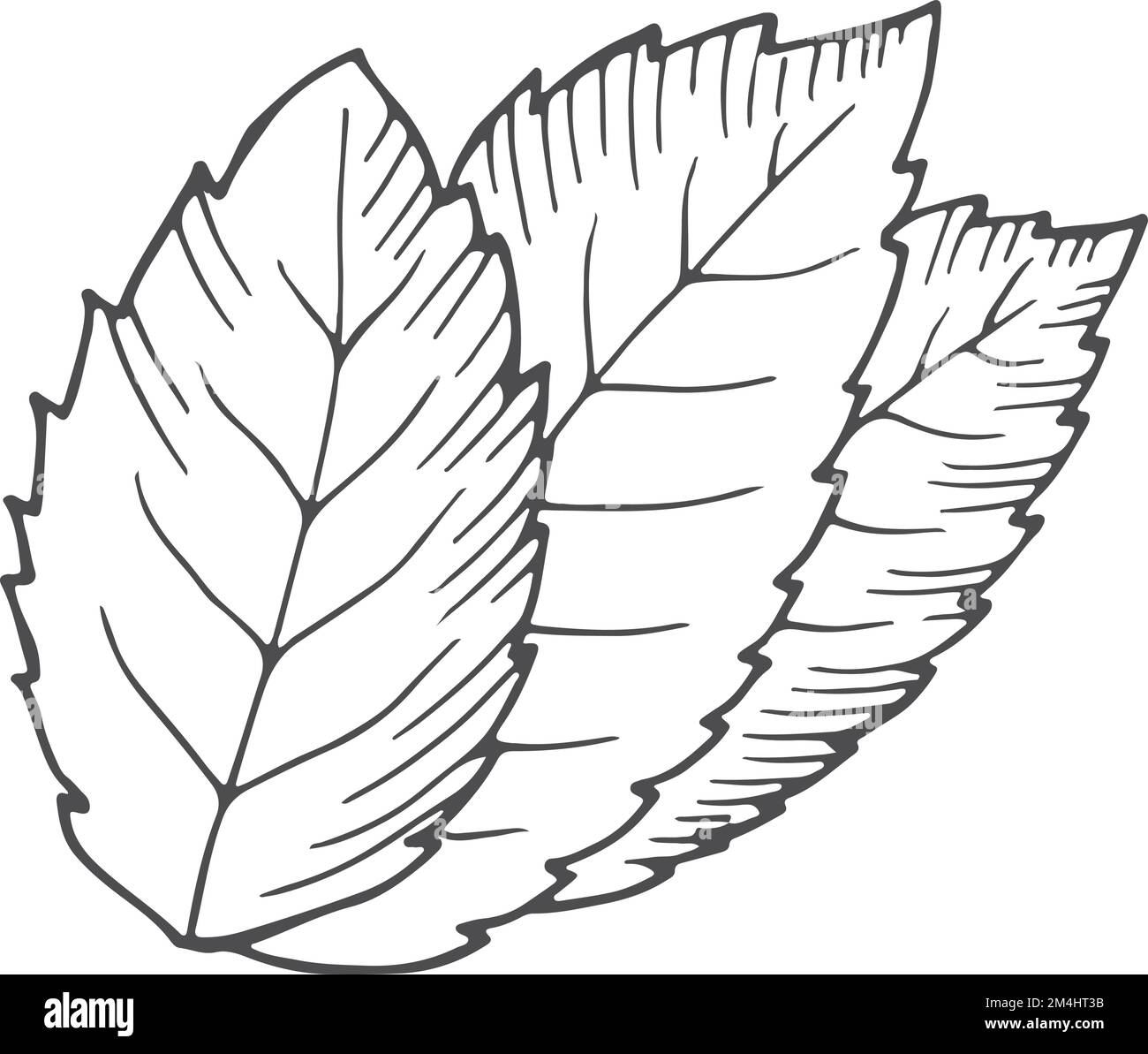 Tree leafs doodle. Hand drawn plant icon Stock Vector Image & Art - Alamy