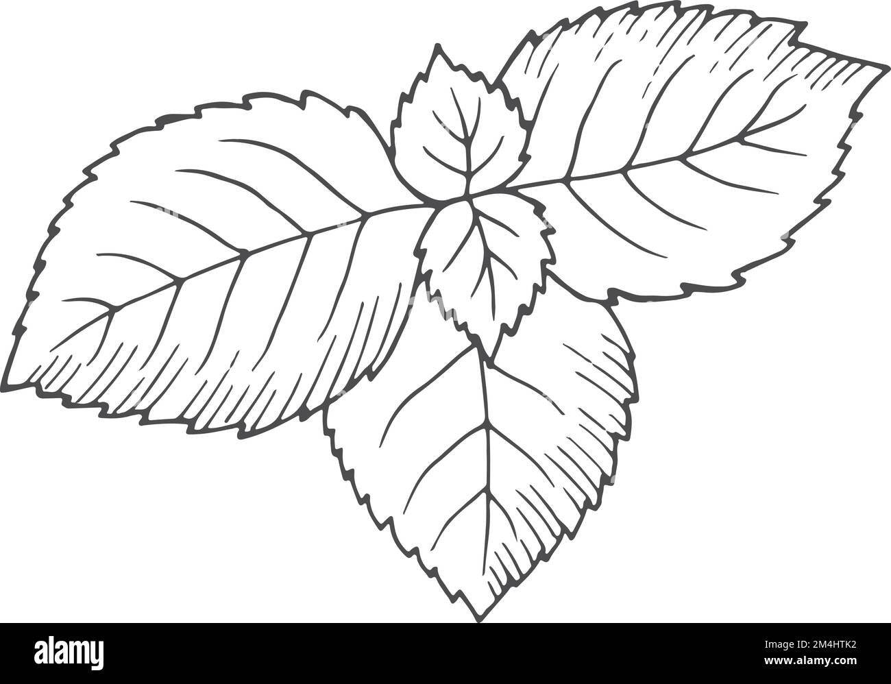 Peppermint leaves. Hand drawn herb. Botanical illustration Stock Vector