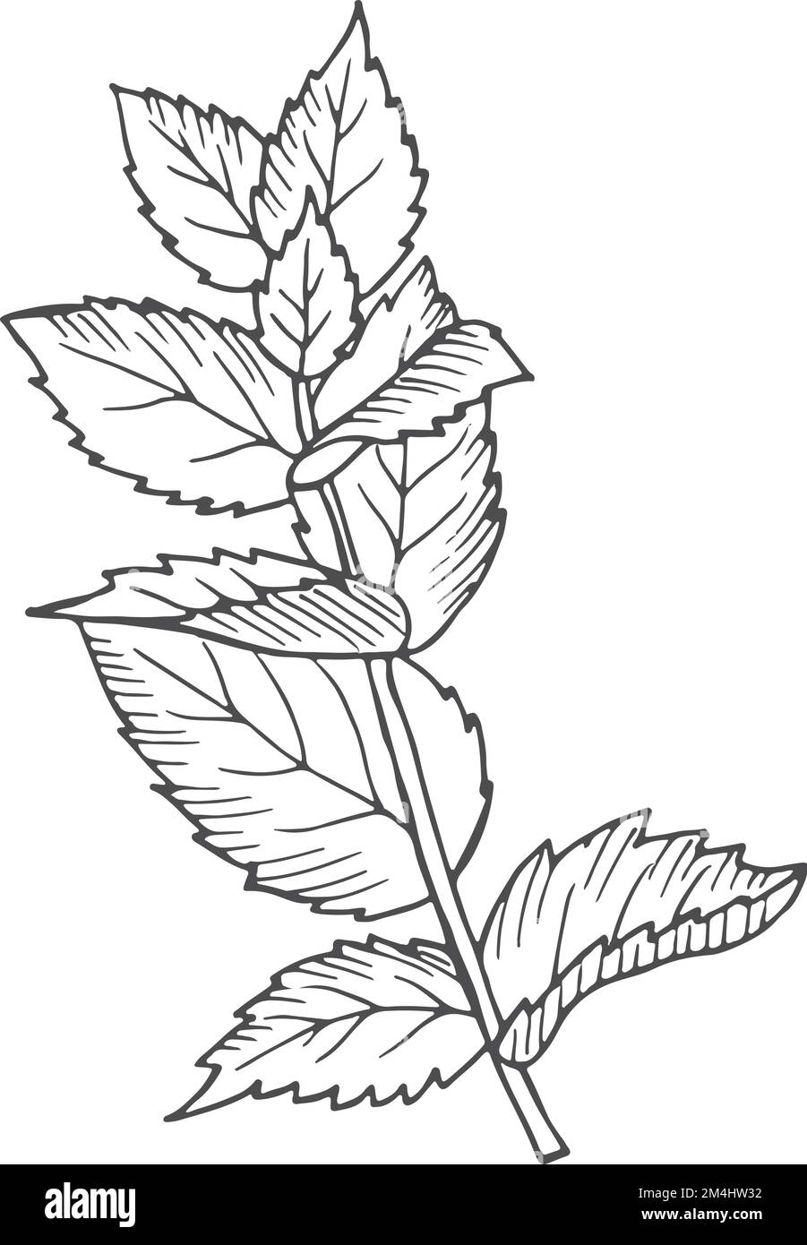 Herb botanical drawing. Growing mint. Plant illustration Stock Vector