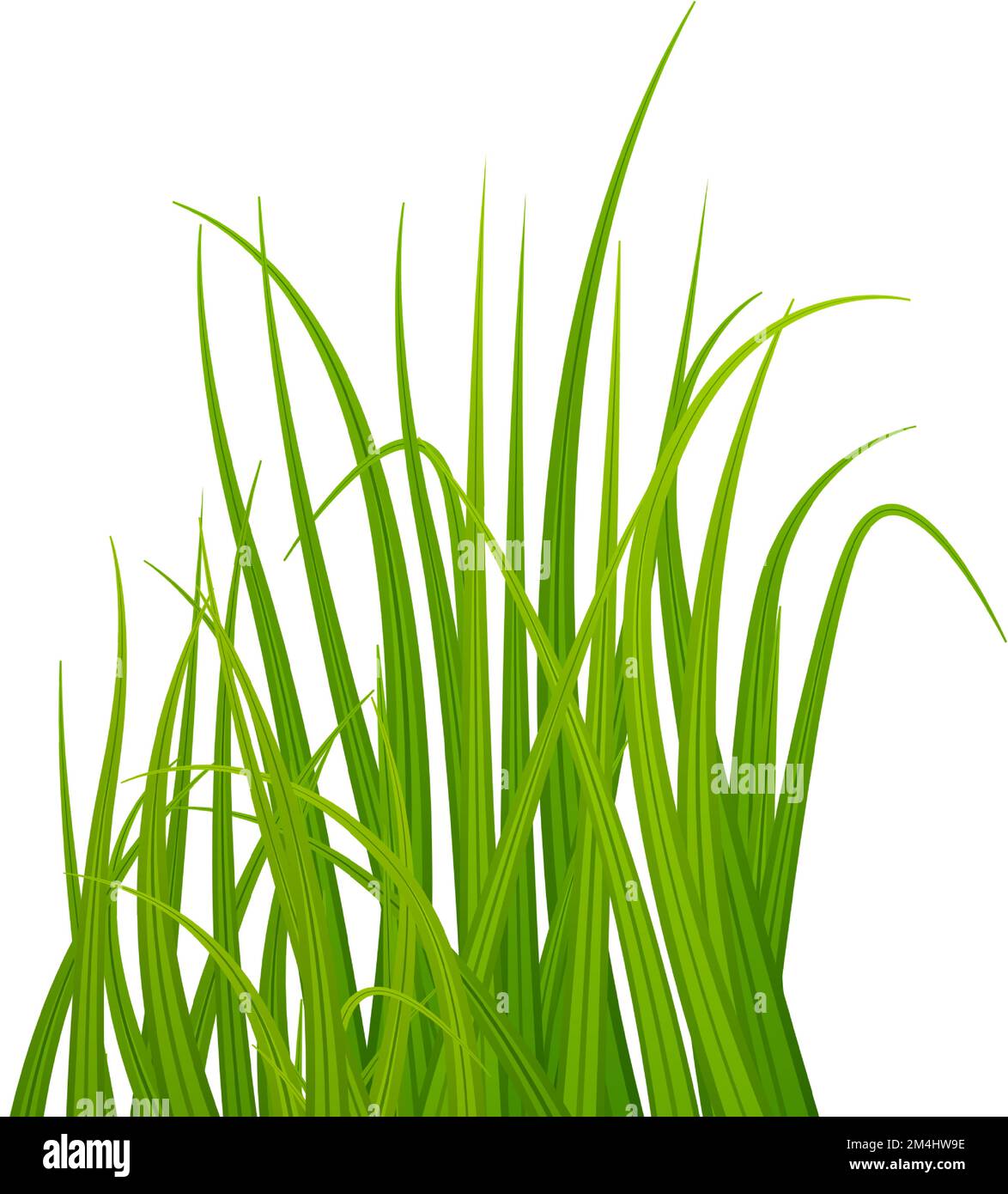 Grass blades. Realistic green meadow plants growing Stock Vector Image