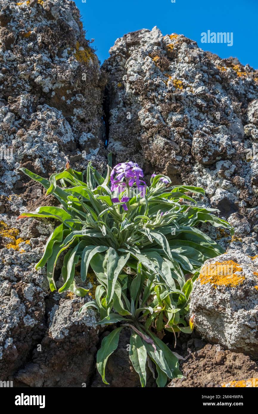 Madeira levkoje (Matthiola maderensis) grows on rocks, Madeira, Portugal Stock Photo