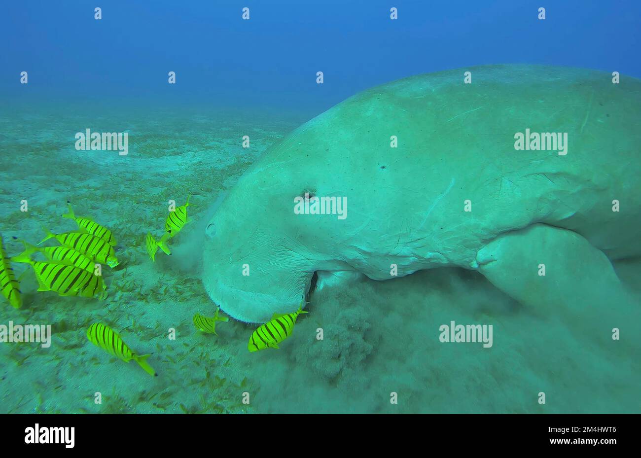 Ckoseup of Sea Cow (Dugong dugon) eating algae on seagrass meadow