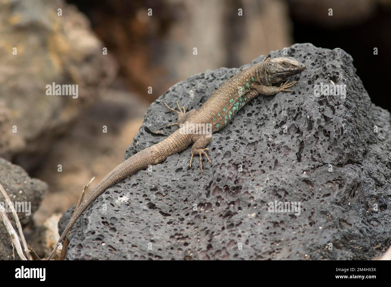 Atlantic lizard (Gallotia atlantica), Lanzarote, Canary Islands, Spain Stock Photo